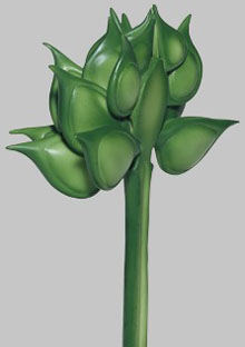 Ranunculus acer fruit